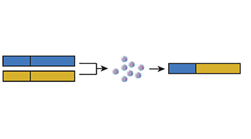 Role of HIV-1 Recombination in the Tissue Reservoir